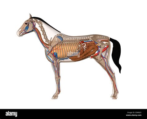 Discover the Fascinating Anatomy of a Horses Penis